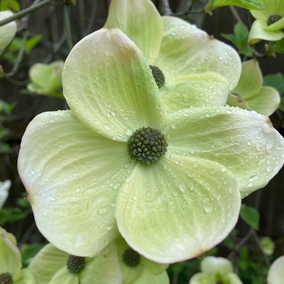 Meet your Posher, J.m. - Picture 1 of 1